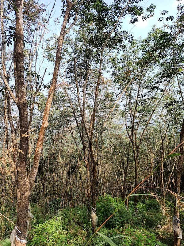 Valassery view point - Image 1