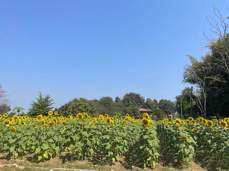 Rimping Flower House-บ้านดอกไม้ริมปิง - Image 1