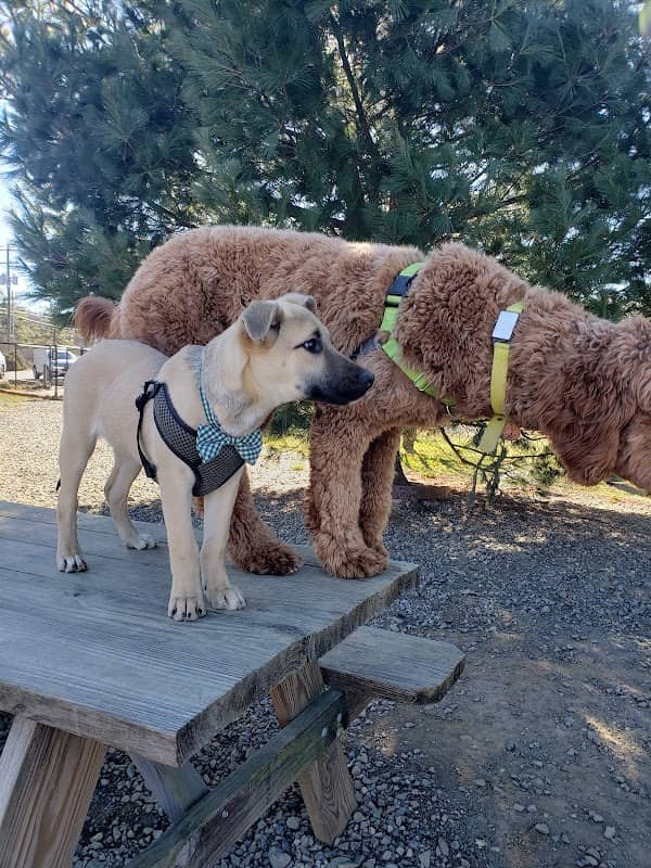 Humane Society Dog park - Image 2