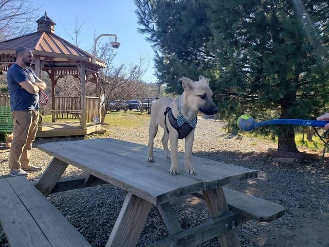 Humane Society Dog park - Image 1