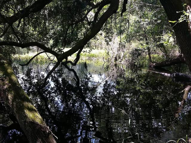 Kissengen Spring - Image 1