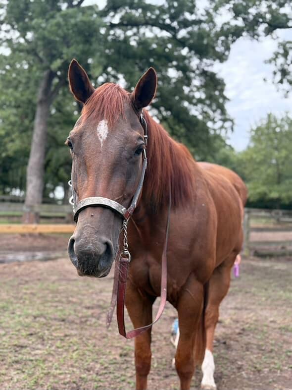 Rising Oaks Horsemanship - Image 1