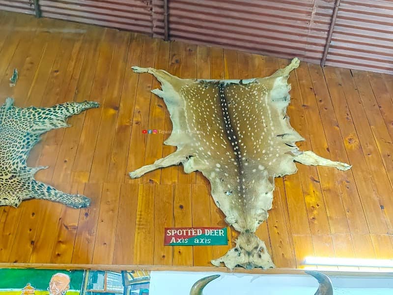 Forest Museum - Image 2