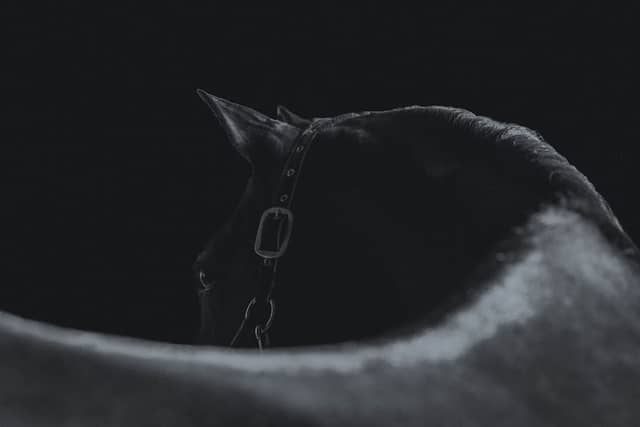 Roberson Equestrian Facility - Image 1