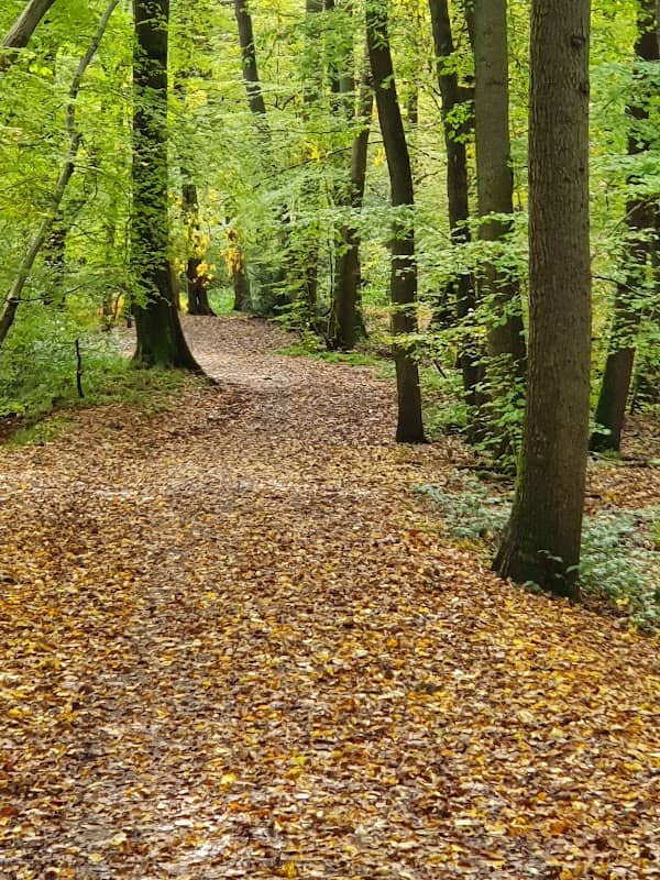 Bencroft Wood Nature Reserve - Image 1