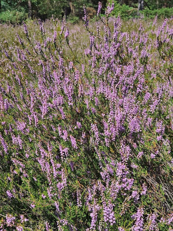 Wrzosowisko - Image 1