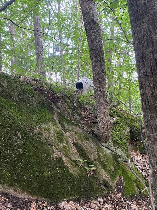 Church Hill Wildlife Management Area - Image 2
