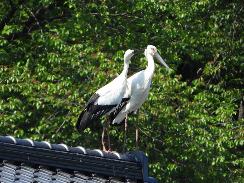 Hyogo Park of the Oriental White Stork (Konotorinosato Park) - Image 1