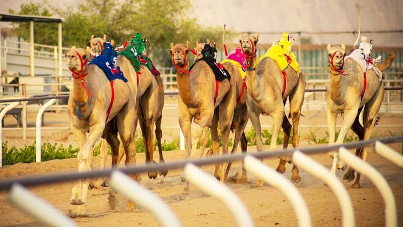 Dubai royal Camel Racing Club - Image 1