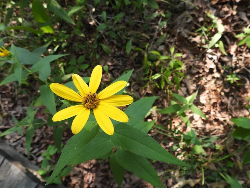 PRAIRIE DOCK TRAIL - Image 2