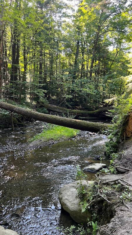 East Woods Natural Area - Image 1
