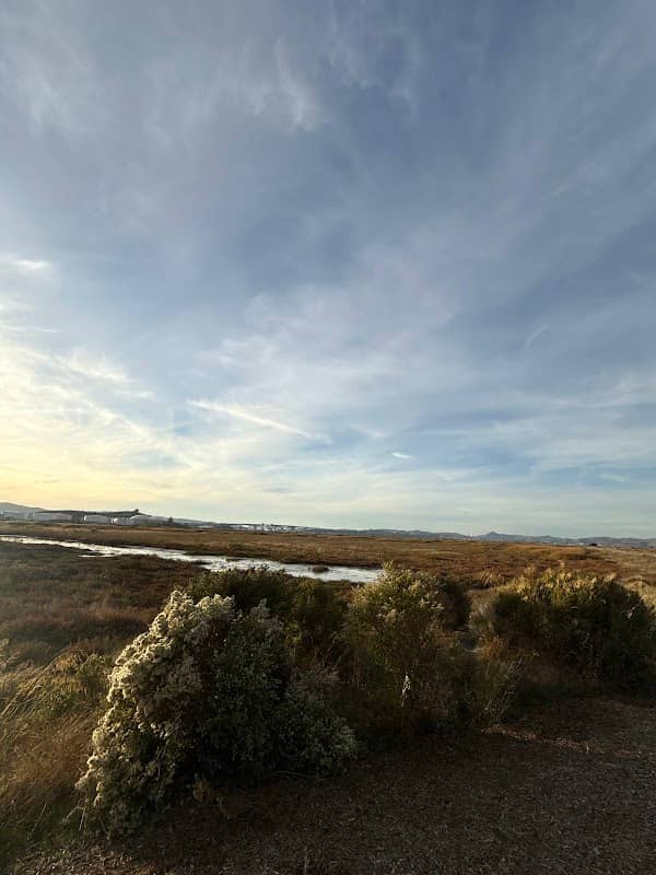 Pacheco Marsh - Image 3