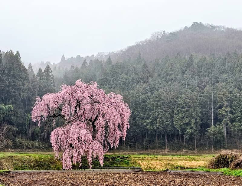 篠井の桜 - Image 1