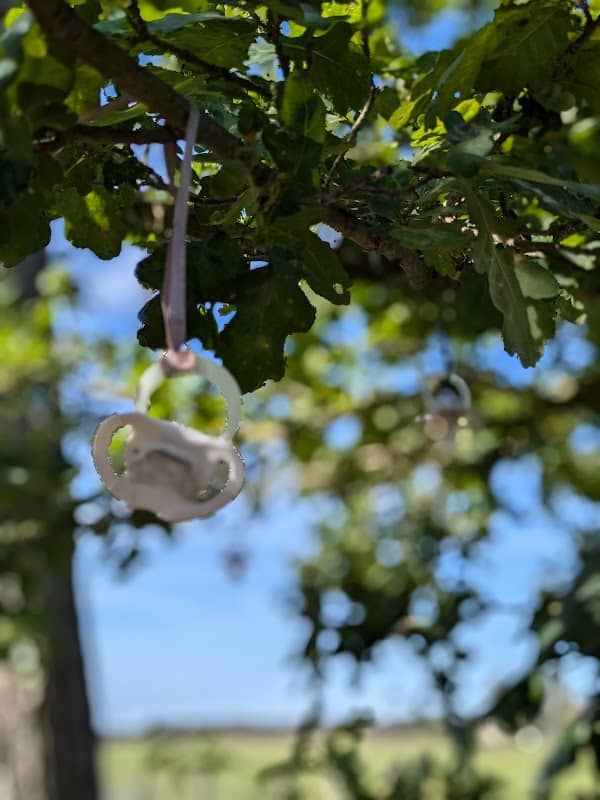 Schnullerbaum im Schulwald Wahrenbrück - Image 1