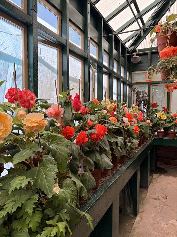 Bathurst Begonia House & Fernery - Image 1