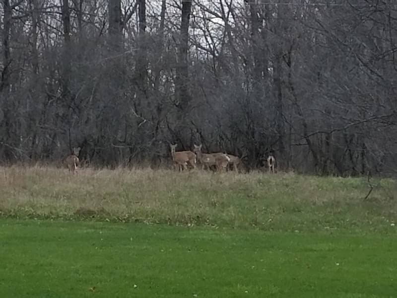 Lorain County Metro Parks High Meadows Shelter #1 - Image 2