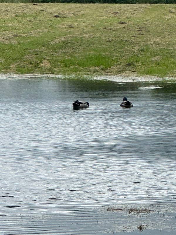 Coronation Meadow - Image 2