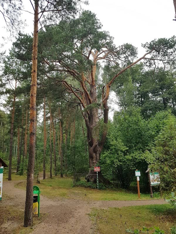The oldest pine in Poland - Image 2