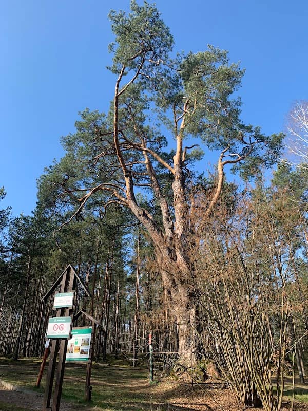 The oldest pine in Poland - Image 1