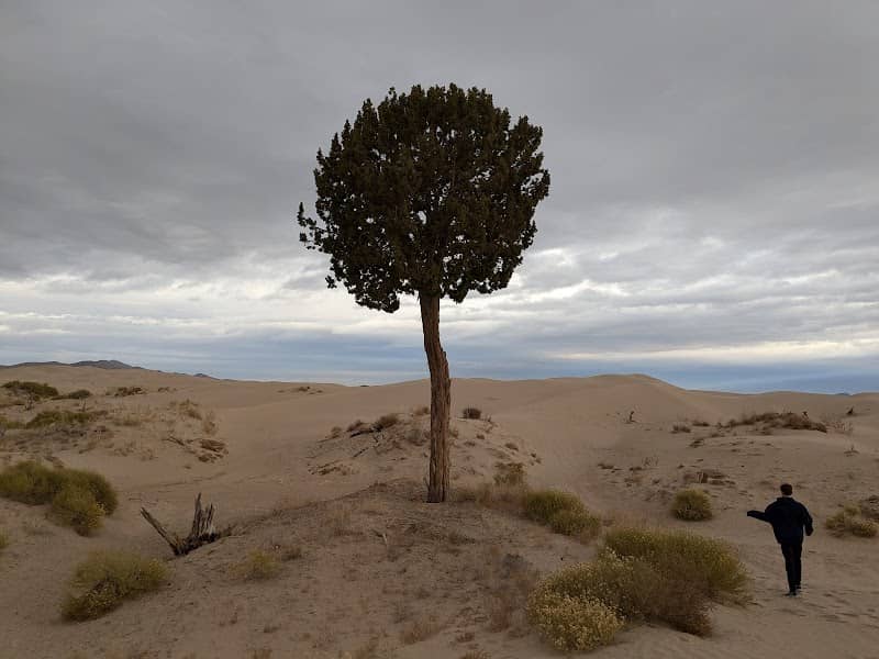 The Moniyeka Tree of Little Sahara - Image 1