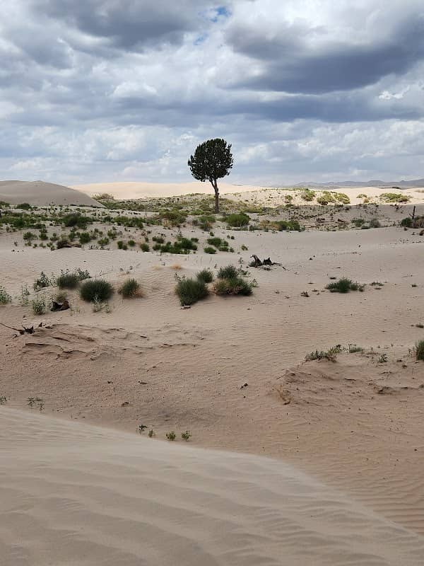 The Moniyeka Tree of Little Sahara - Image 2
