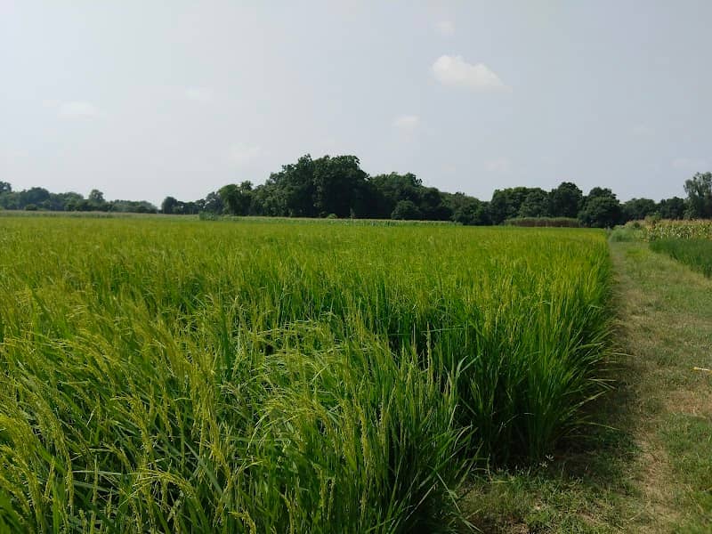 Paurush garden - Image 1
