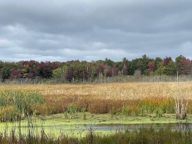 Memorial Tree Park - Image 2