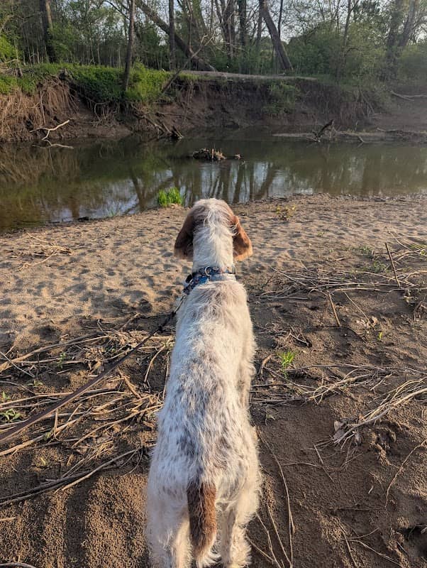 Raccoon Trail - Image 1
