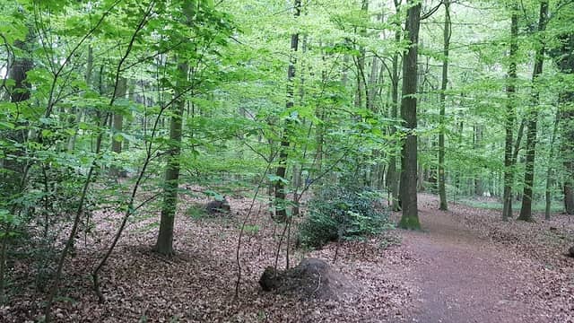Eichholz - Image 1