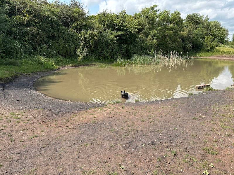 Dog Pond - Cotgrave Country Park - Image 1