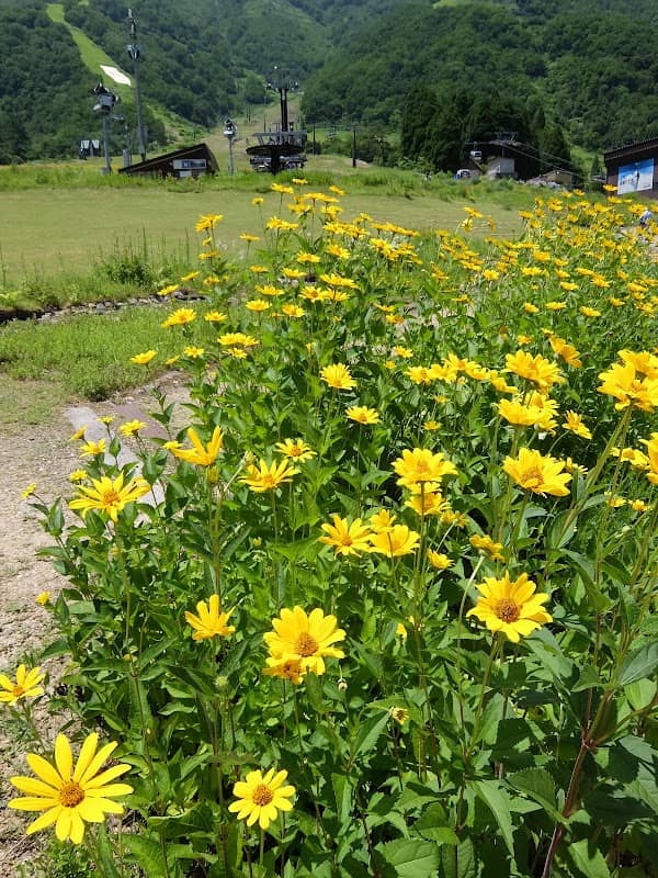 ESCAL GARDEN - Image 1