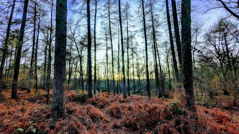 Bourne Wood - Image 1