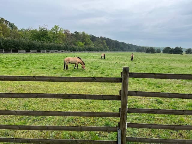 Wildpferde in Babenhausen - Image 1