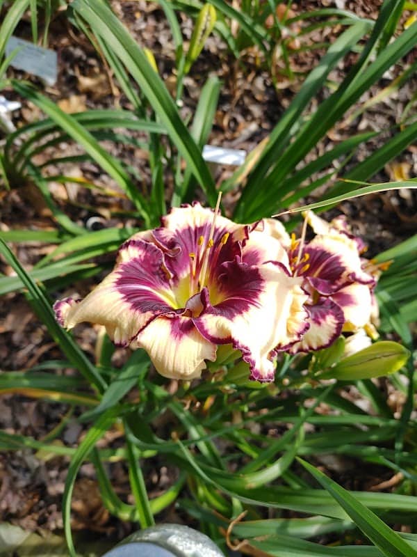 Daylily Garden, Lily Legal - Image 2