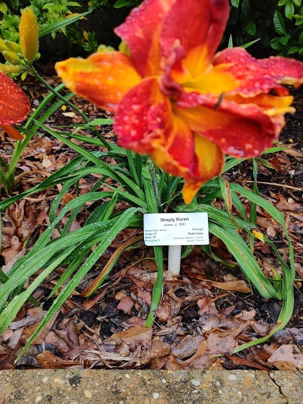 Daylily Garden, Lily Legal - Image 1