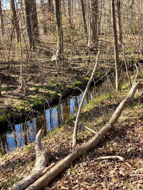Sherwood Forest MTB Trail North - Image 1