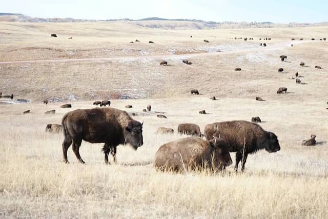 Wildlife Loop Road - Image 2
