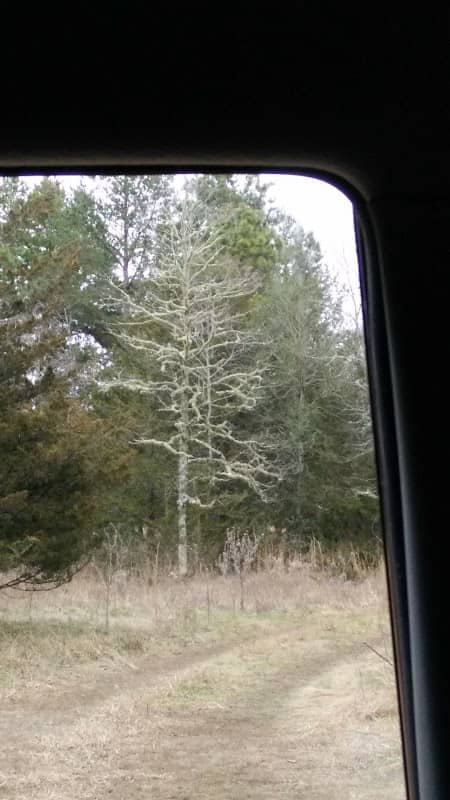 Maple Lake WMA - Image 1
