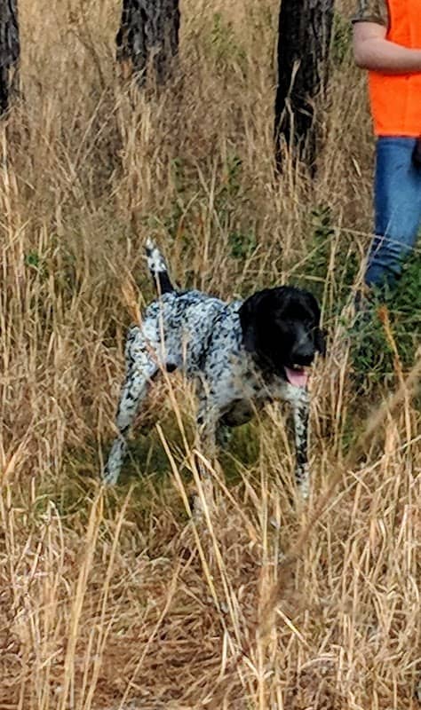 Starling Adventures - Image 1