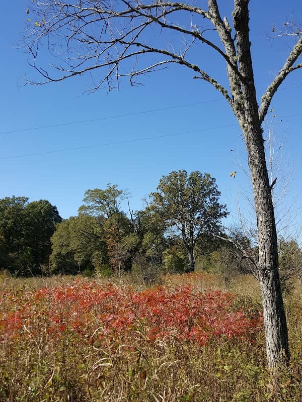 Rock Hill Blackjacks Heritage Preserve/Wildlife Management Area - Image 2