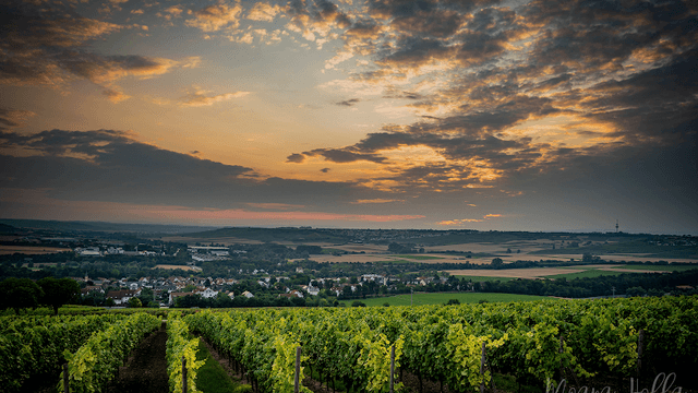 Nieder-Olmer Weinbergschaukel - Image 1