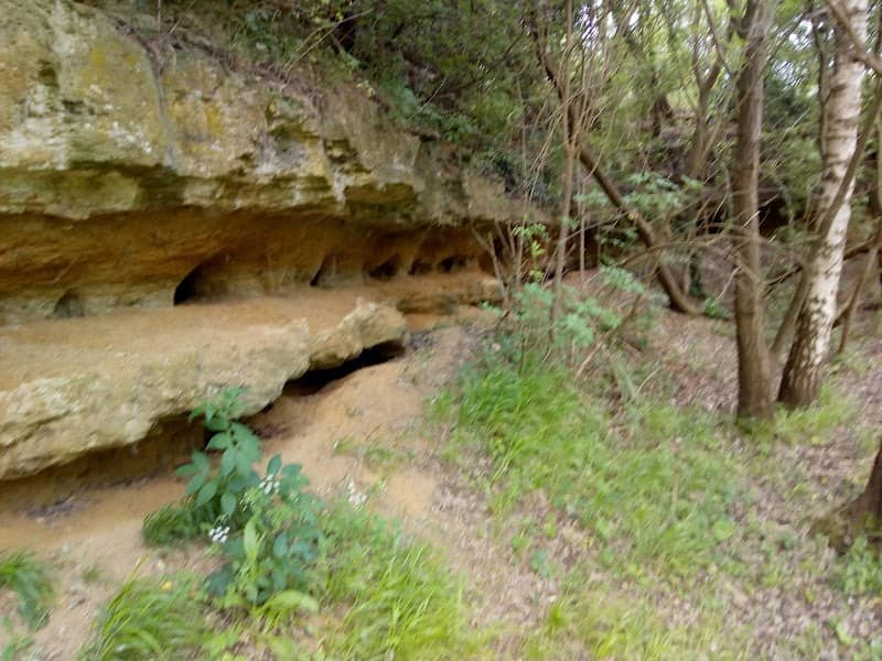 Dry Sandford Pit Nature Reserve - Image 2