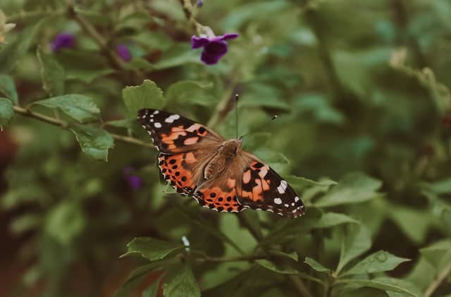 Euchee Butterfly Farm - Image 1
