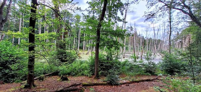 Naturpark Barnim - Image 1