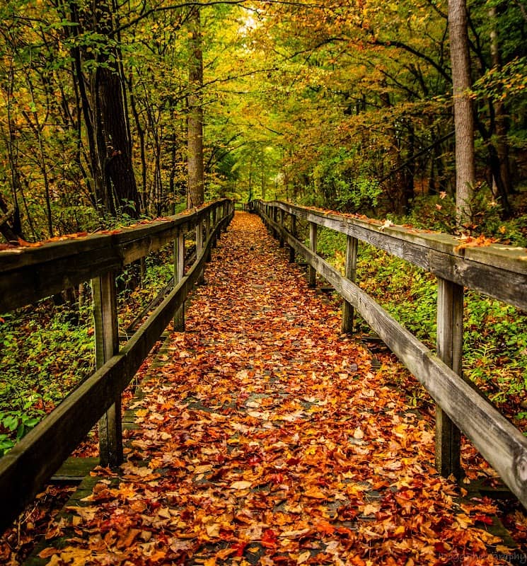 Jenny Glen Boardwalk - Image 2