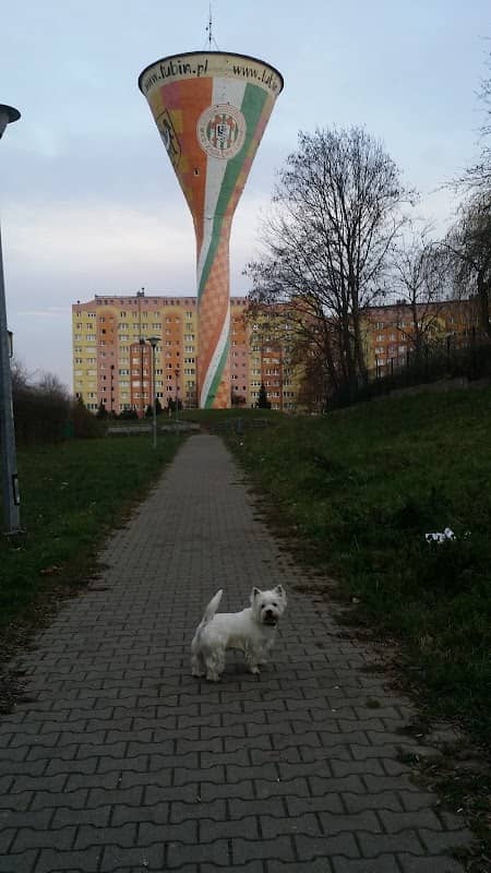 Mural MKS Zagłębie Lubin - Image 2