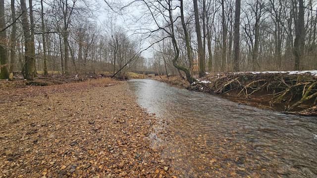 Cypress creek - Image 1