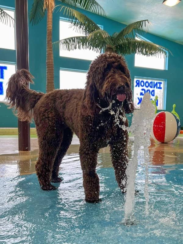 The Splash Bark by SDK - Image 2