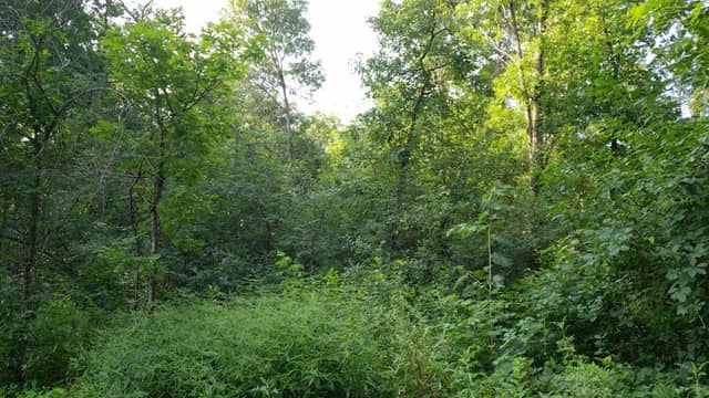 Loop Park - Image 2