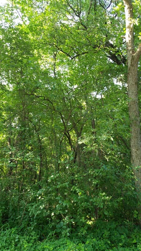 Loop Park - Image 1
